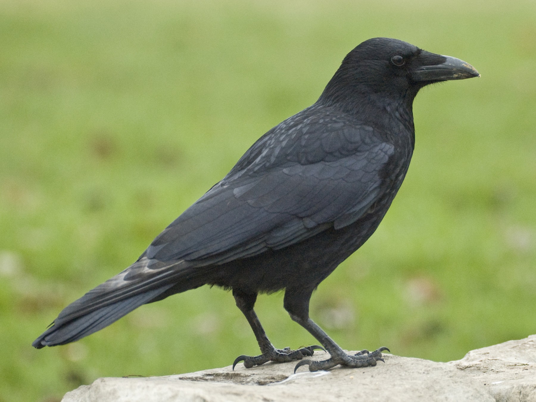 Carrion Crow Ebird