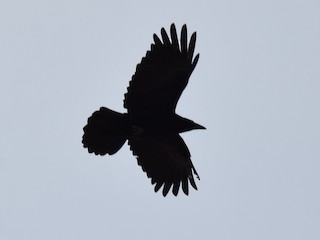 烏 crow 10000702.jpg