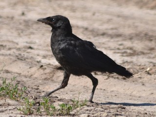 小嘴烏鴉- eBird