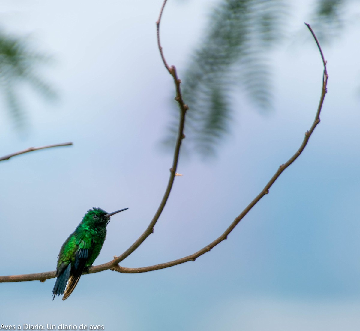 kolibřík blýskavý - ML256189551