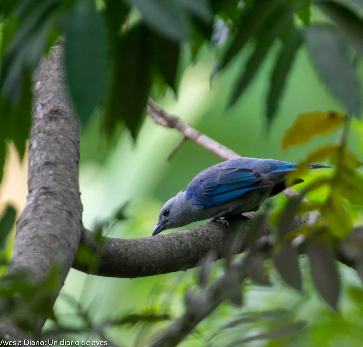 Blue-gray Tanager - ML256190051