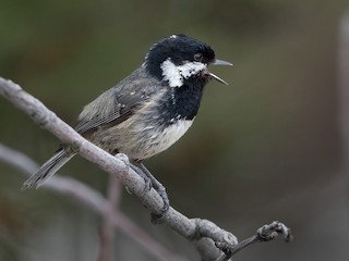  - Coal Tit (Cyprus)