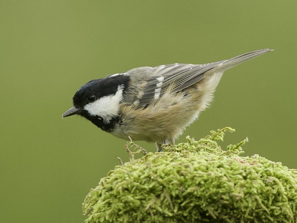 Coal Tit - Dominic Garcia-Hall