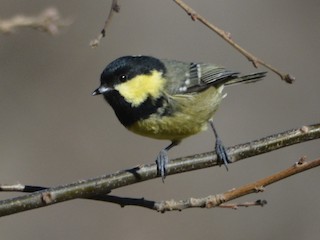  - Coal Tit (Atlas)