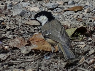  - Coal Tit (Caucasus)