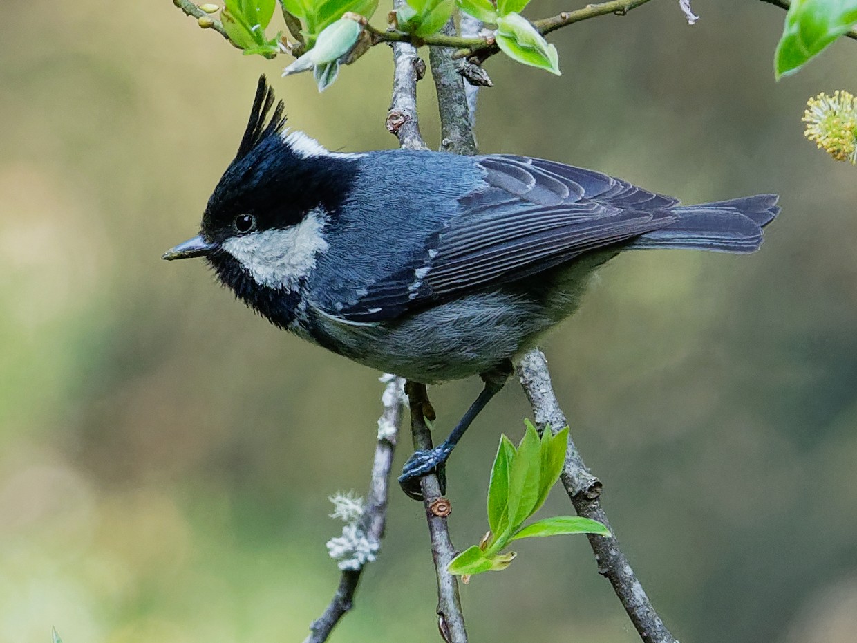 Coal Tit - Vincent Wang