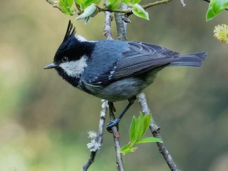 パルナシウス・パトリキウス・コッピ（1メス・中国新疆省） パルナシウス・パトリキウス・コッピ（1メス・中国新疆省）