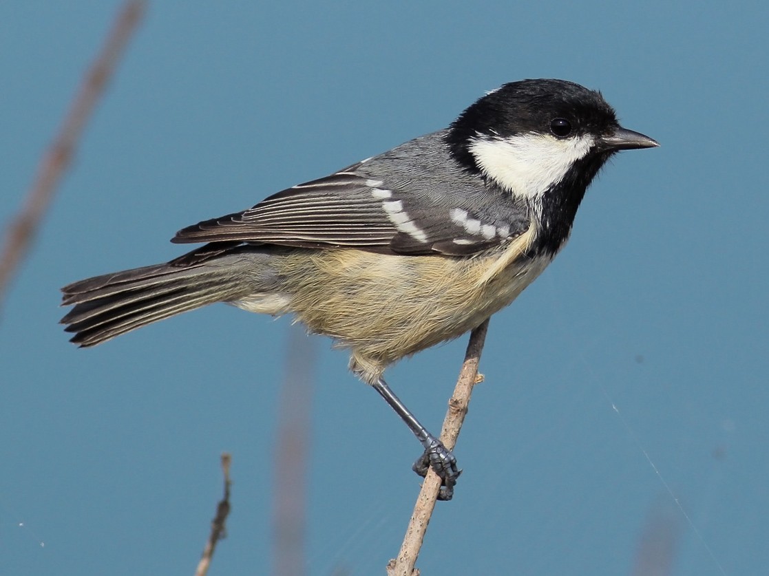 Coal Tit - Adrien Mauss