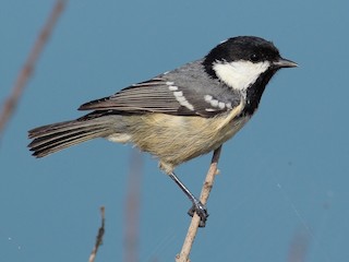  - Coal Tit