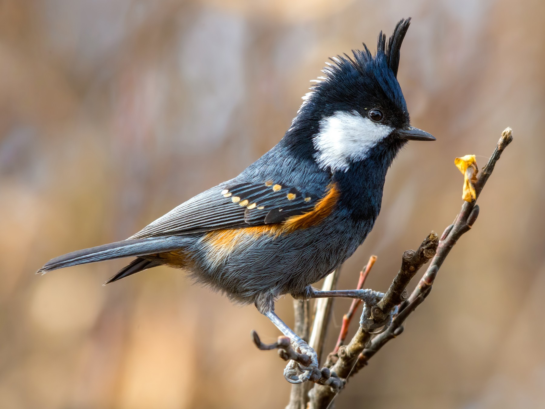 Coal Tit - Abhishek Das