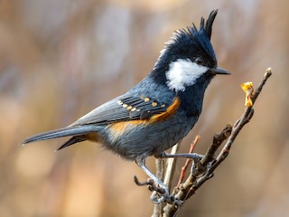  - Coal Tit (Black-crested)