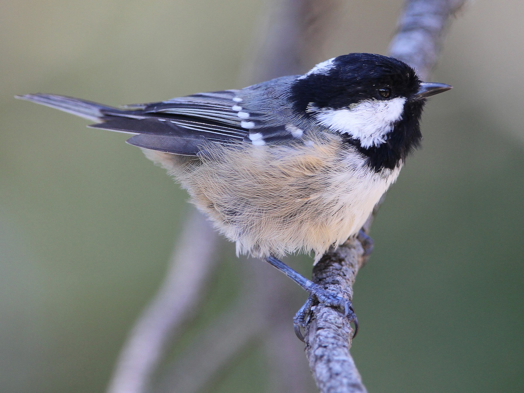 Coal Tit - Christoph Moning