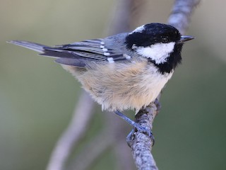 パルナシウス・パトリキウス・コッピ（1メス・中国新疆省） パルナシウス・パトリキウス・コッピ（1メス・中国新疆省）