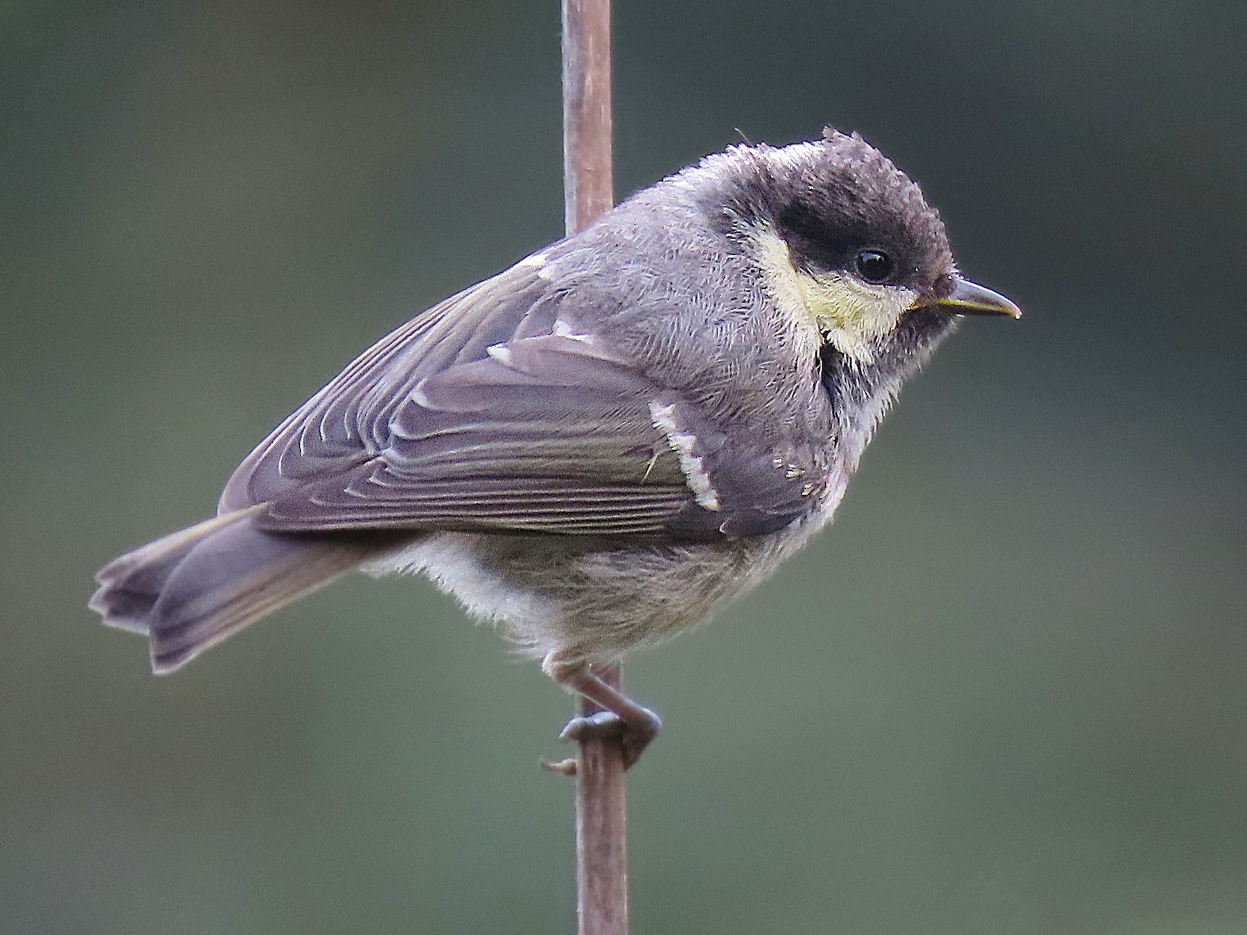 Coal Tit - Dominic Garcia-Hall