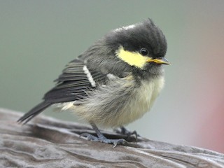  - Coal Tit