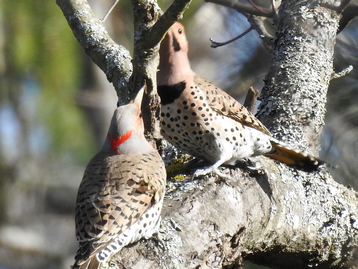Northern Flicker - Laurie  Keefe