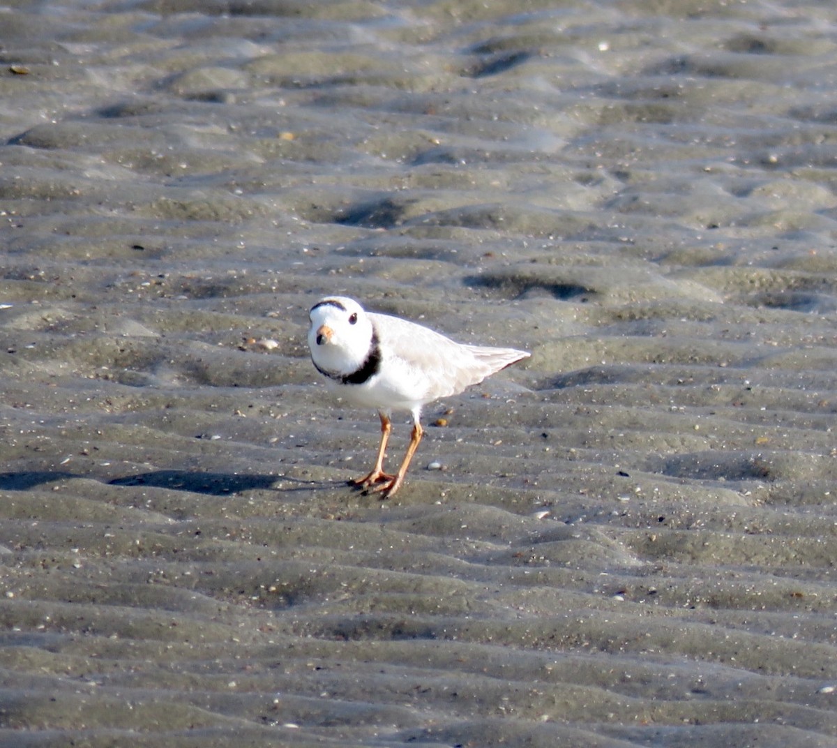 Piping Plover - Pamela Ford