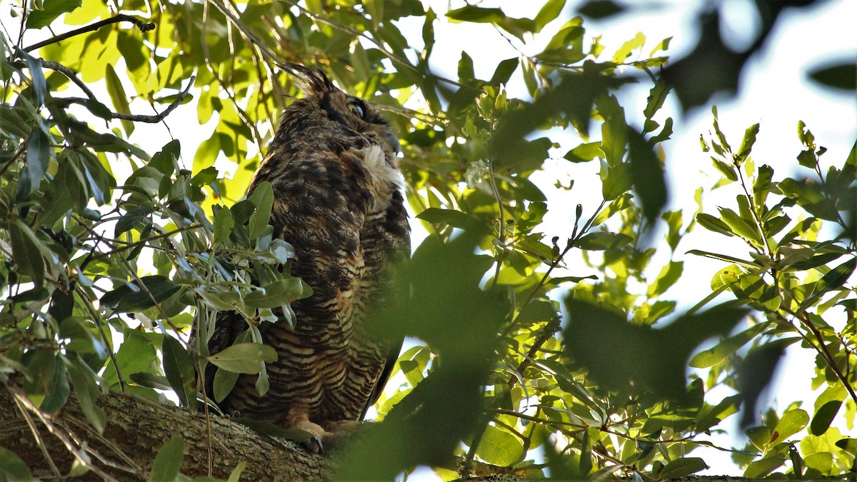 Great Horned Owl - Kevin Cunningham