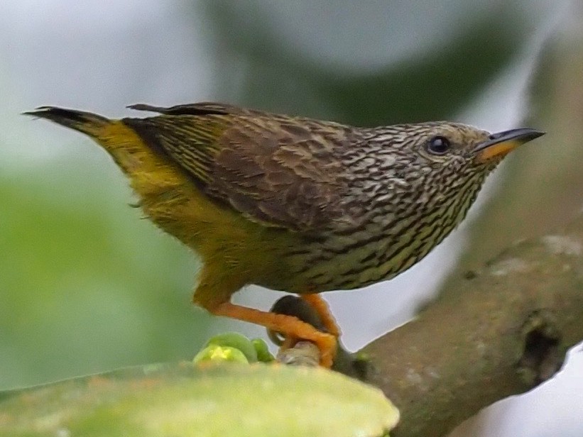 Tit-hylia - eBird
