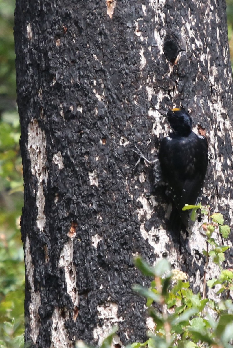 Black-backed Woodpecker - ML256202331