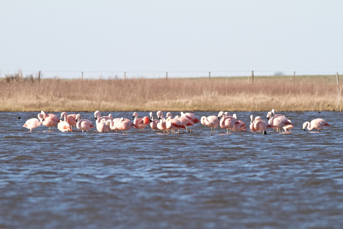 Chilean Flamingo - ML256204311