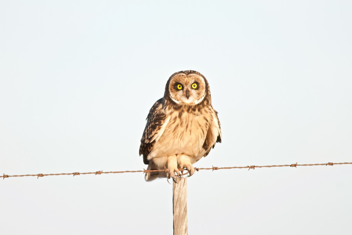 Short-eared Owl - ML256204871