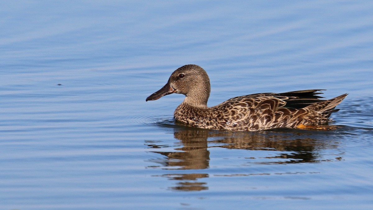 Blue-winged Teal - ML256205201