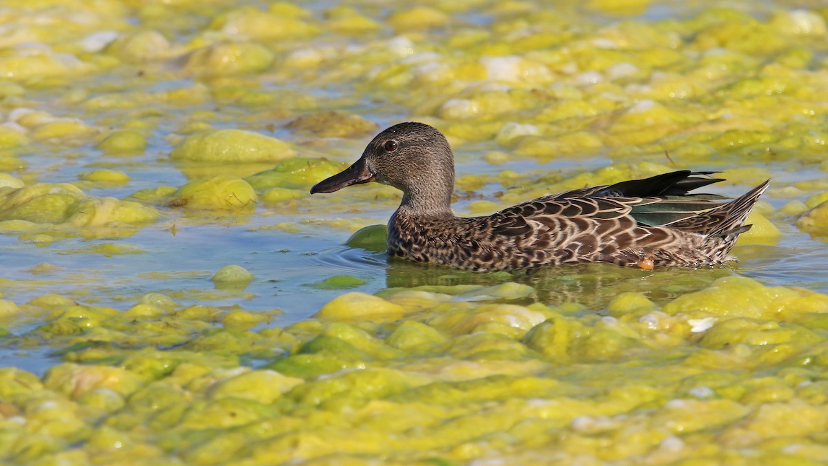 Blue-winged Teal - ML256207491
