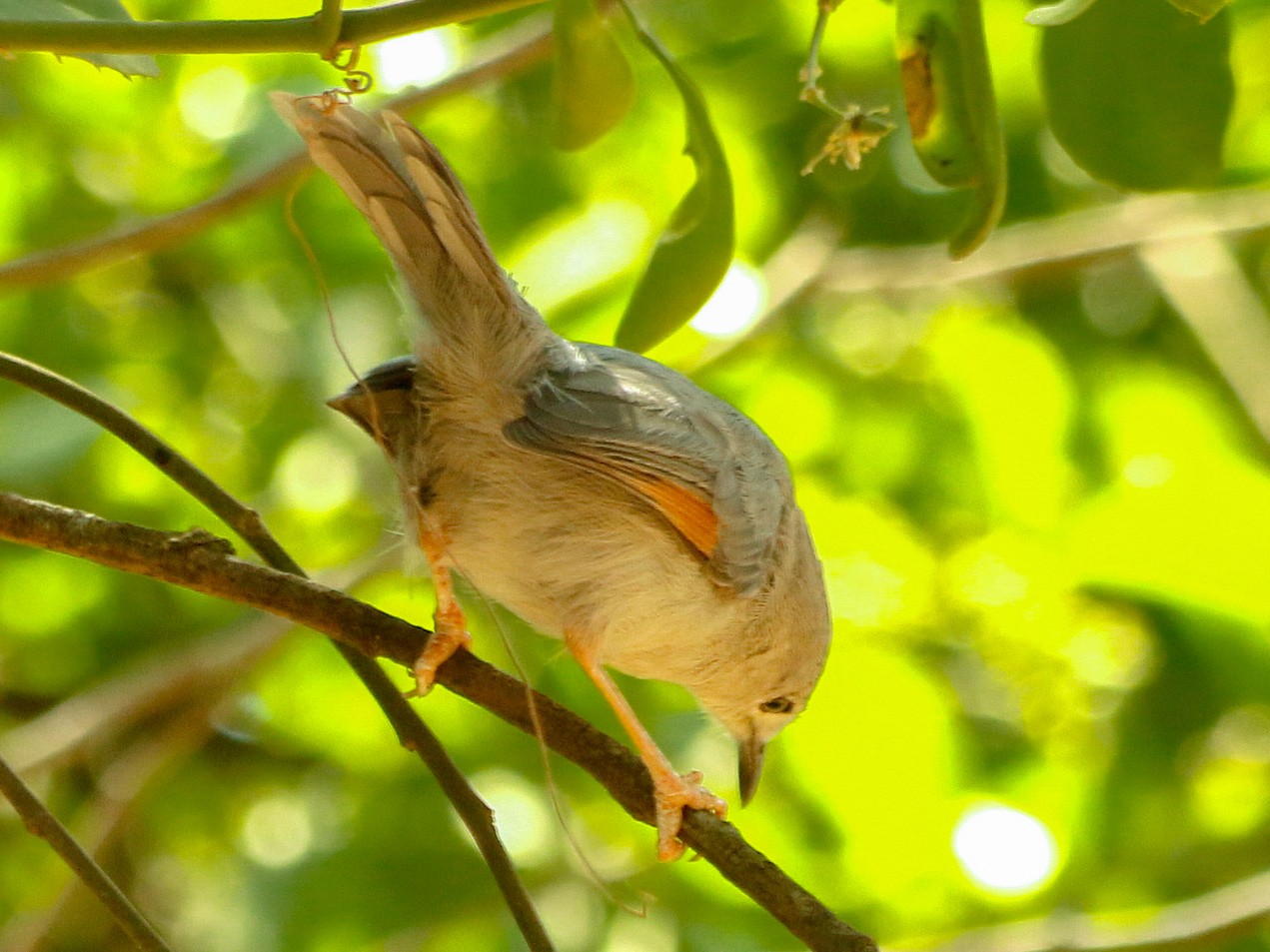 Red-winged Gray Warbler - David  Mules