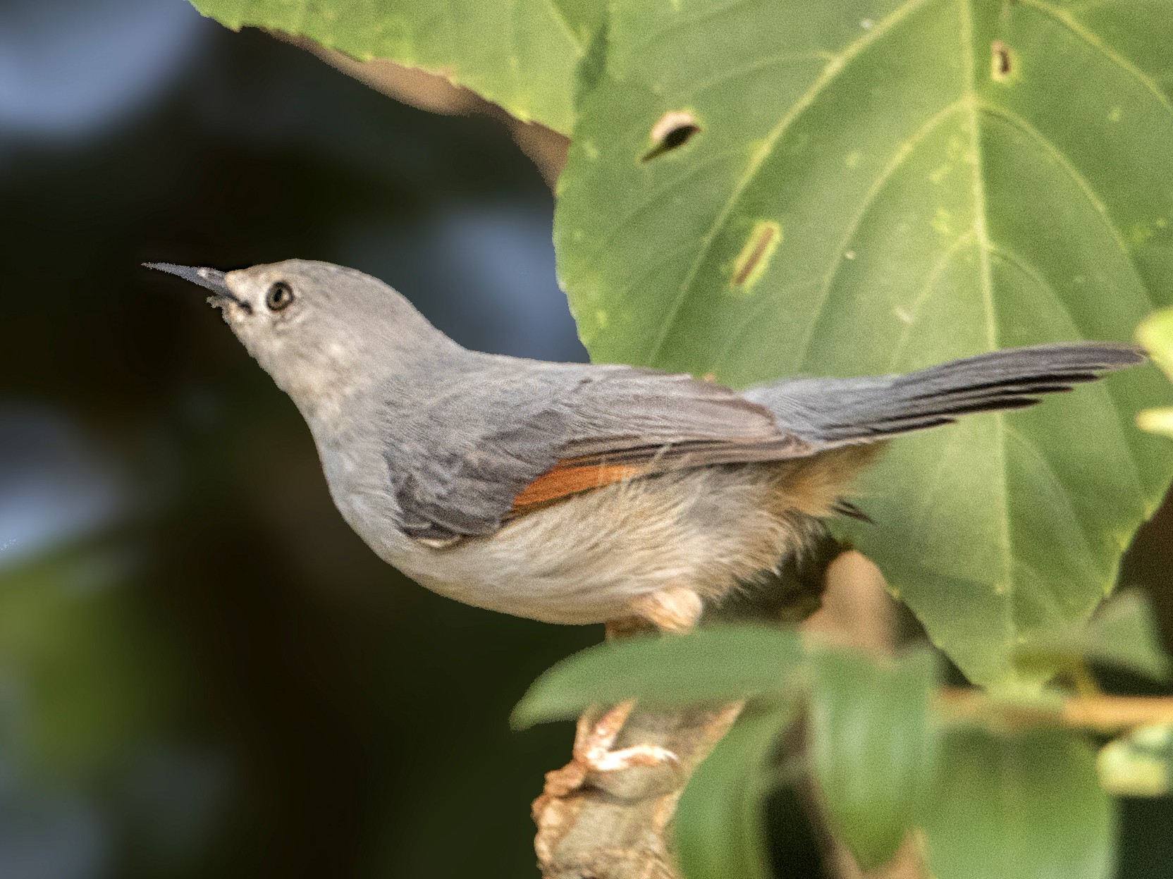 Red-winged Gray Warbler - Bradley Hacker 🦜