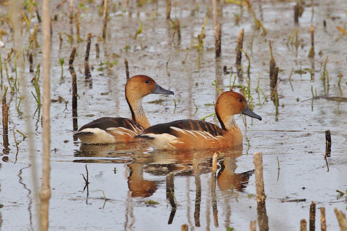 Fulvous Whistling-Duck - Musa Awan