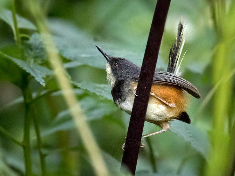 Black-collared Apalis - Lars Petersson | My World of Bird Photography