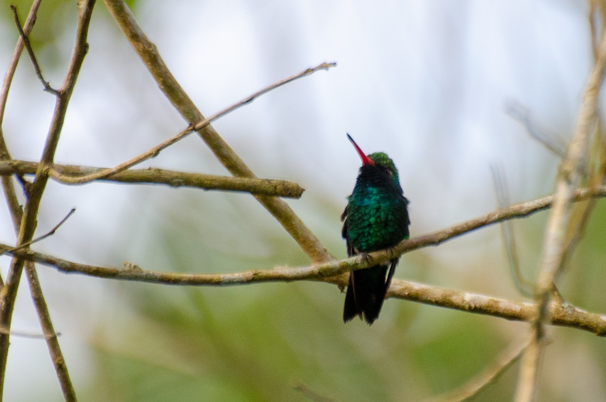 kolibřík lesklobřichý - ML256210571