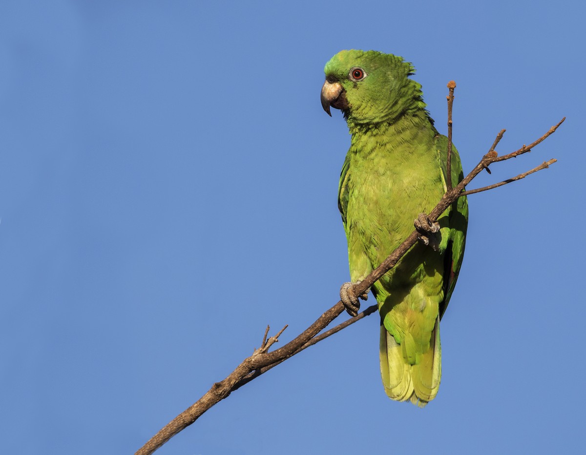 Yellow-crowned Parrot - ML256211921