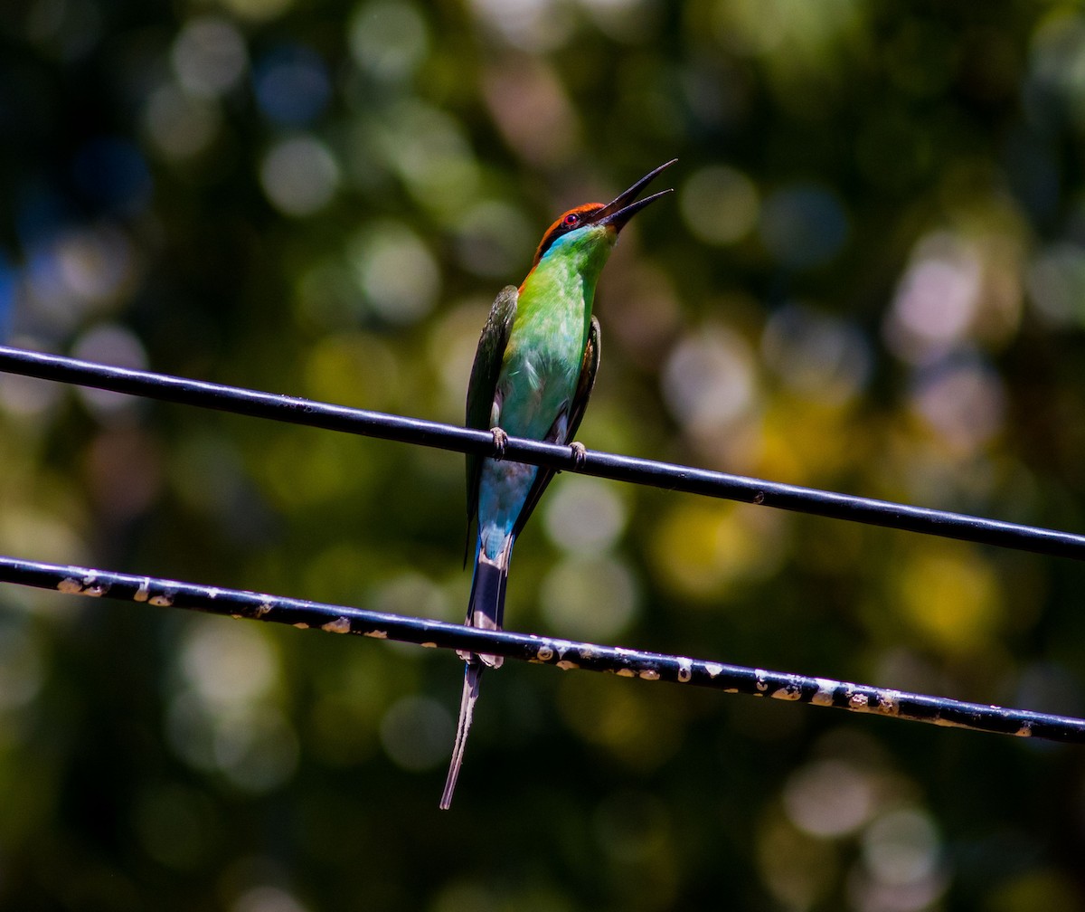 Rufous-crowned Bee-eater - ML25621201