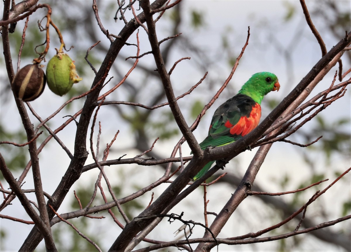 Red-winged Parrot - ML256213661