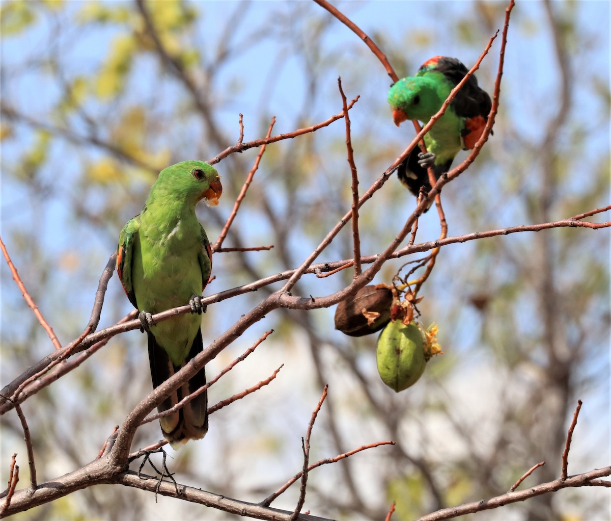 Red-winged Parrot - ML256213691