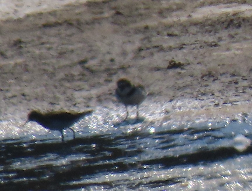 Semipalmated Plover - ML256214001