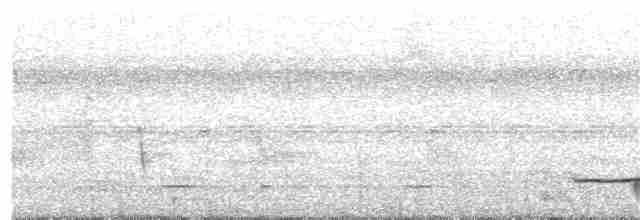 Лінивка-смугохвіст білогорла - ML256215531