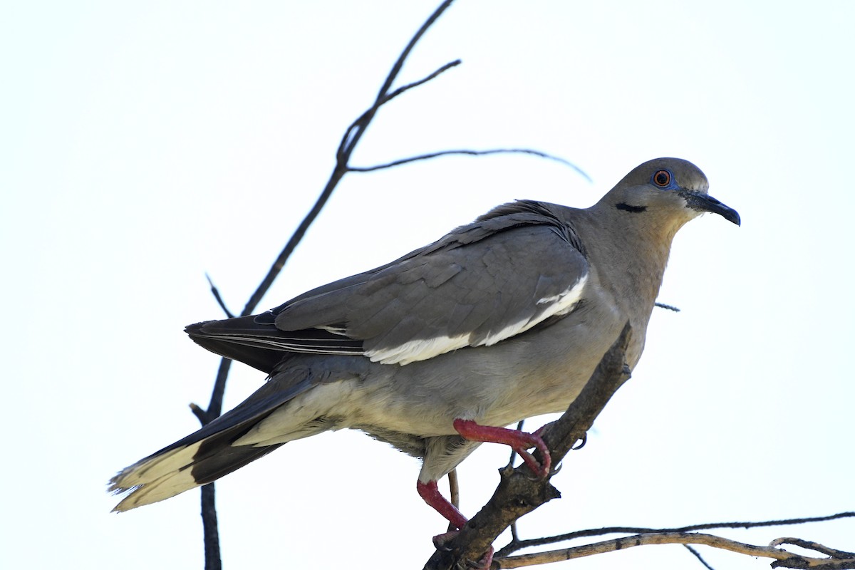 White-winged Dove - ML256216321
