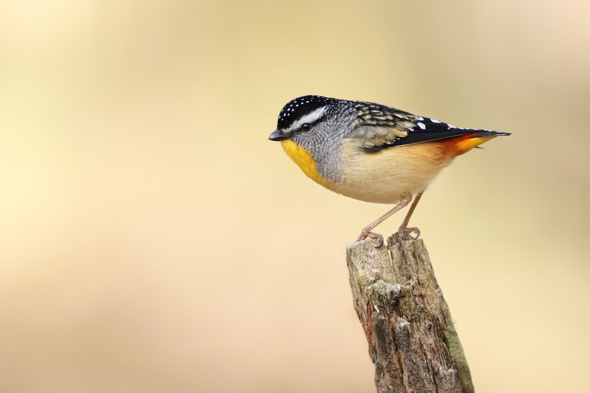 Spotted Pardalote - ML256218451