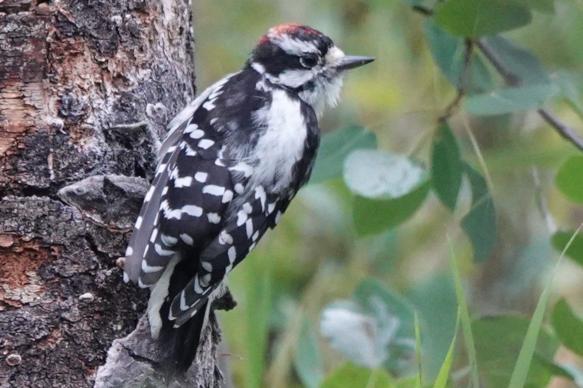 Downy Woodpecker - Mike Blancher