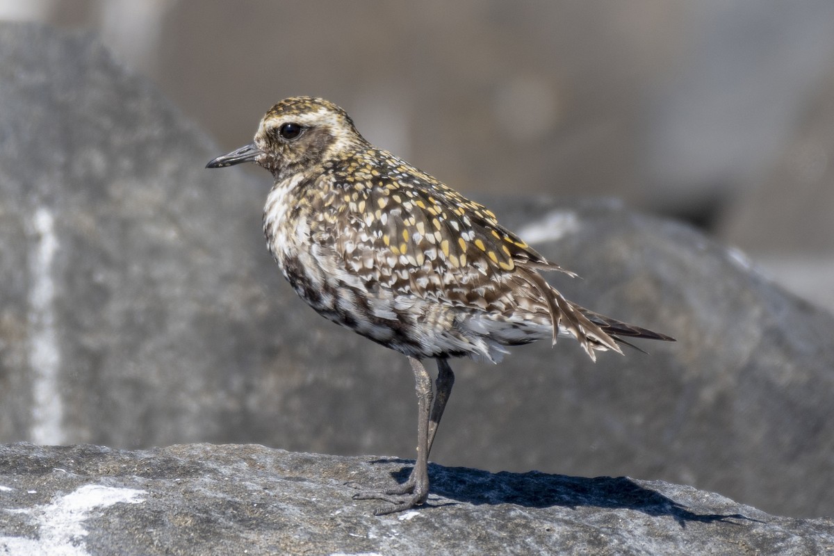 ML256229341 Pacific Golden-Plover Macaulay Library