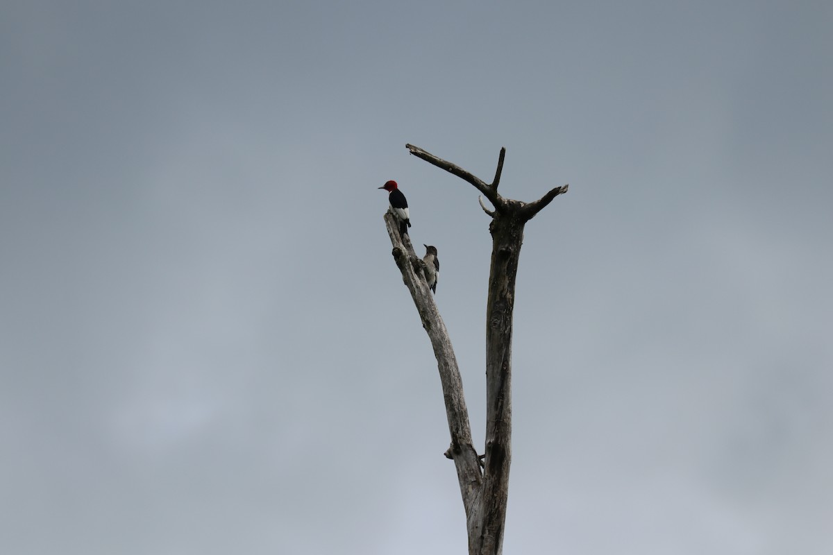 Red-headed Woodpecker - ML256240231