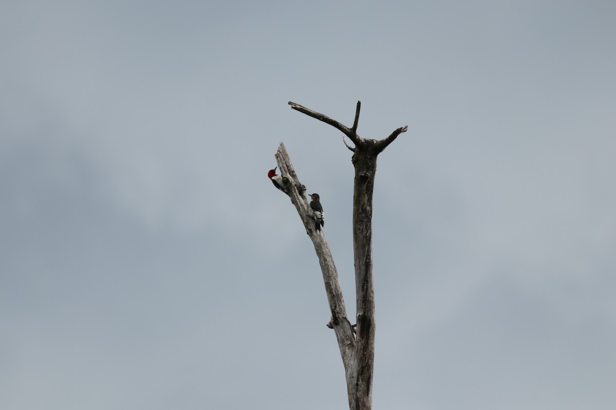 Red-headed Woodpecker - ML256240451