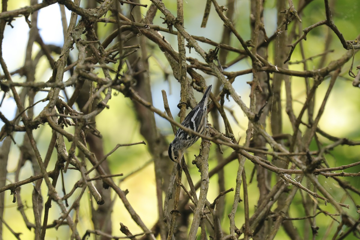 Black-and-white Warbler - ML256240731
