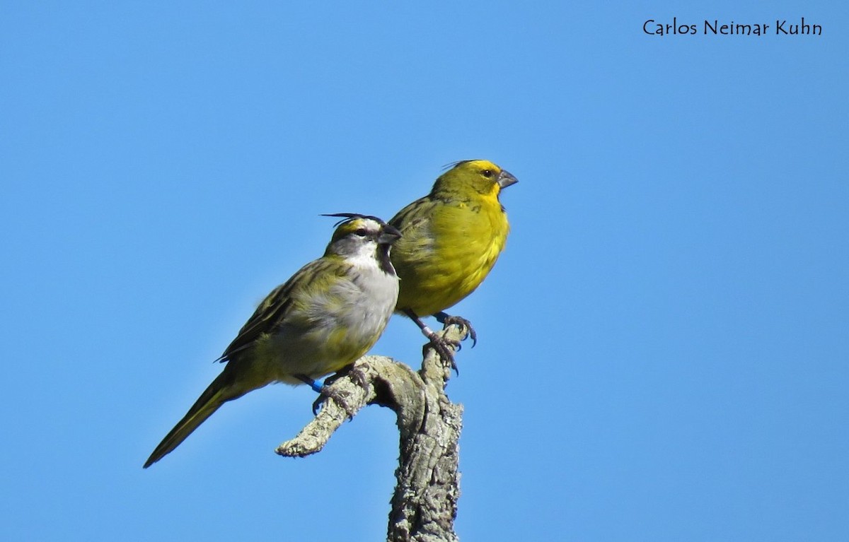 Yellow Cardinal - Carlos Kuhn