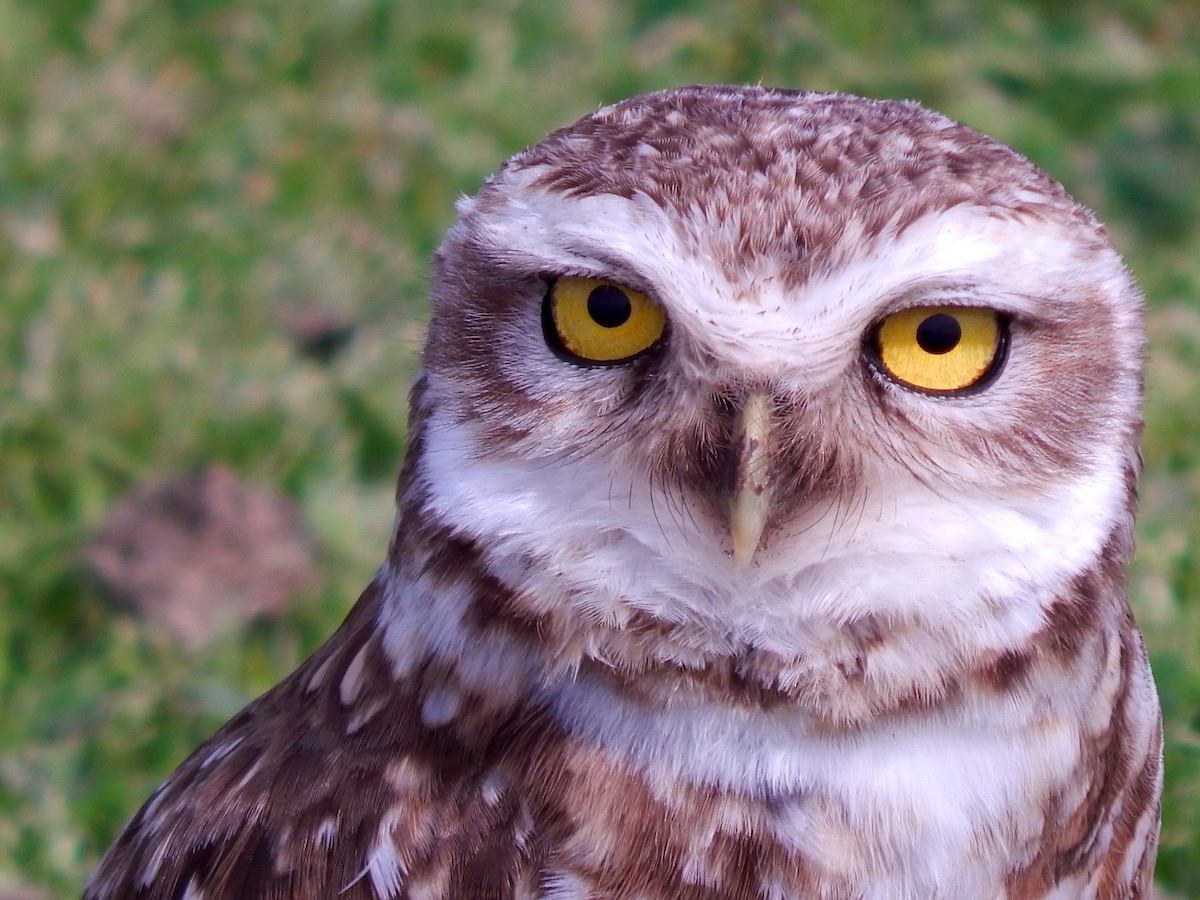 Burrowing Owl - Matías Rodríguez