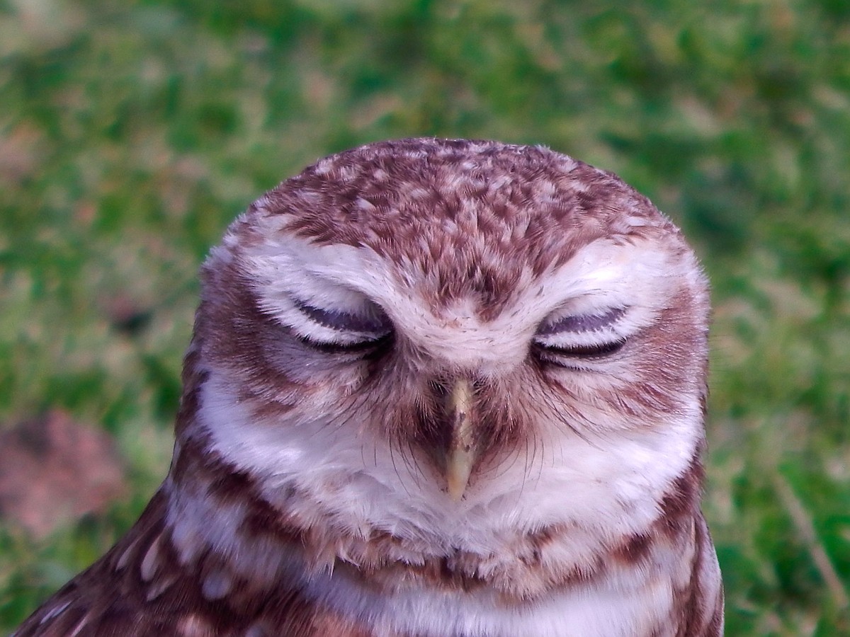 Burrowing Owl - ML256243001