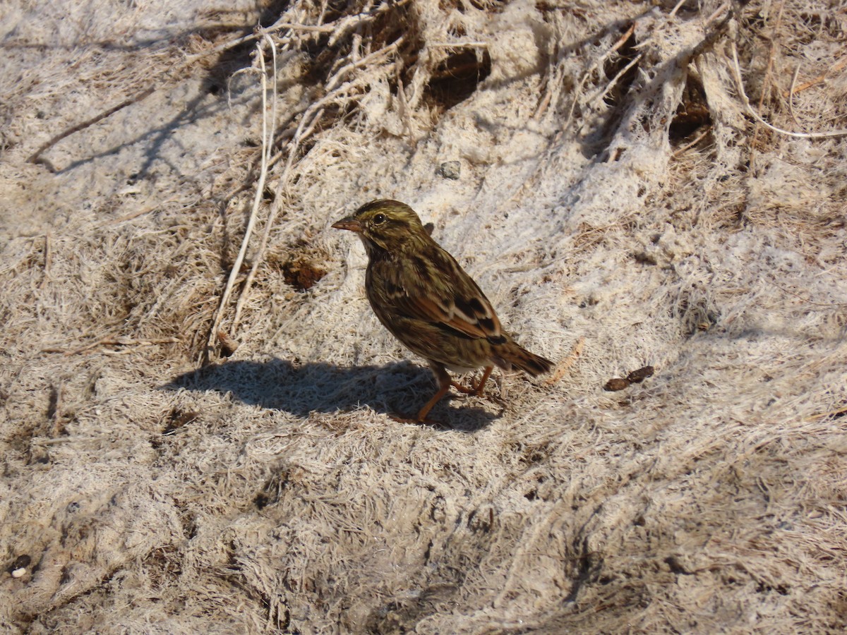 Savannah Sparrow (Belding's) - ML256244461